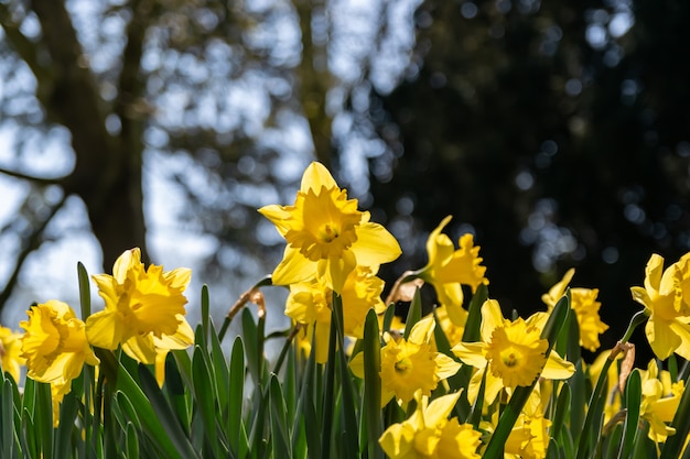  Blooming narcissus yellow flowers on a natural blurred background.