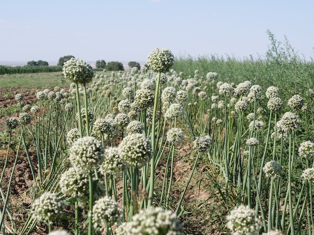 Blooming onions grown in the field.