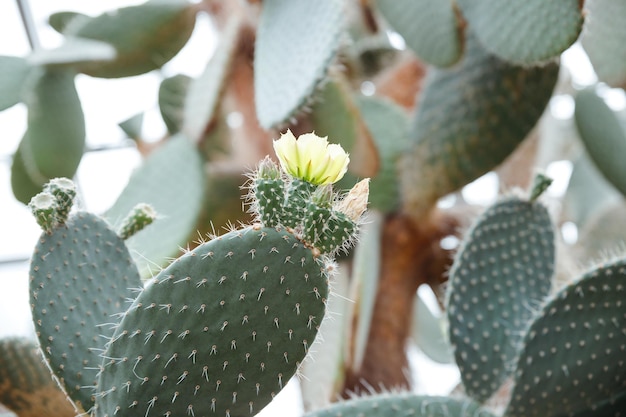 Blooming Opuntia ficusindica is also known as Prickly Pear Indian Fig or Mission Cactus Nature wallpaper backgroundBunny Ears Cactus succulent with small brown thorns