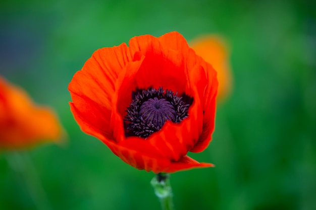 Photo blooming orange flower of oriental poppy on a green background macro photography on a summer day