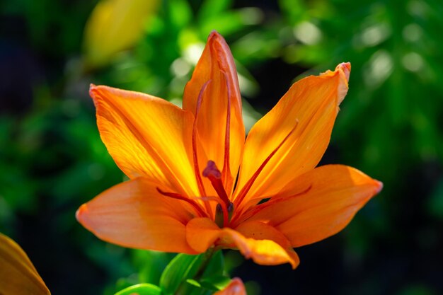 Blooming orange lily flower on a green background on a summer sunny day macro photography.