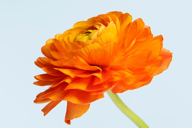 Blooming orange ranunculus flower