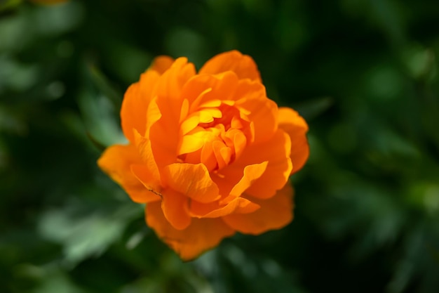 Blooming orange trollius flower on a green background on a sunny day macro photography