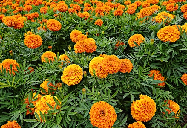 Blooming orange and yellow Marigold flowers and green leaf in garden