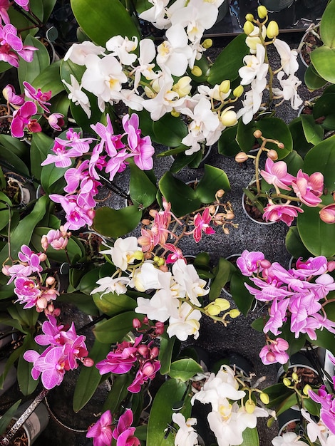 Blooming orchids in the greenhouse Colored Orchid flowers grow in a tropical winter garden