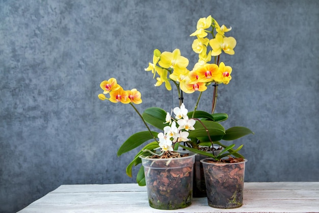 Blooming orchids in pots Hobbies floriculture home flowers houseplants