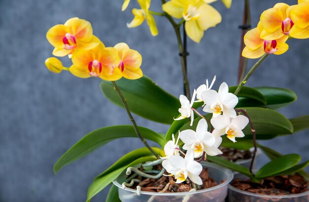 Blooming orchids in pots Hobbies floriculture home flowers houseplants