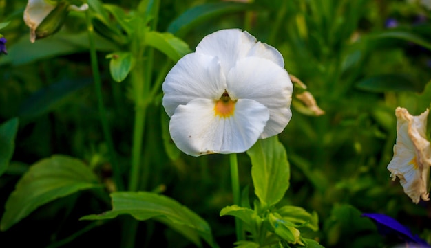 Blooming pansies. Beautiful blooming summer flower