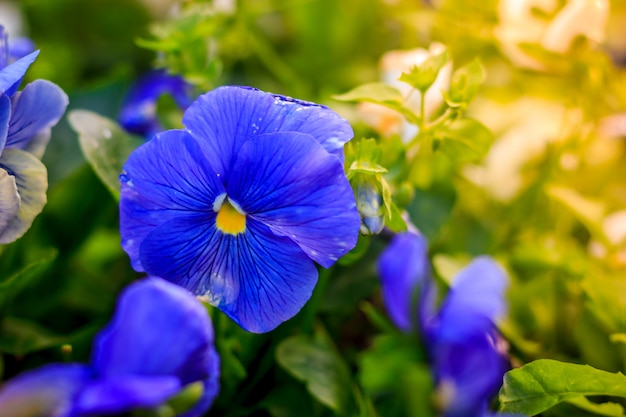 Blooming pansies. Beautiful blooming summer flower