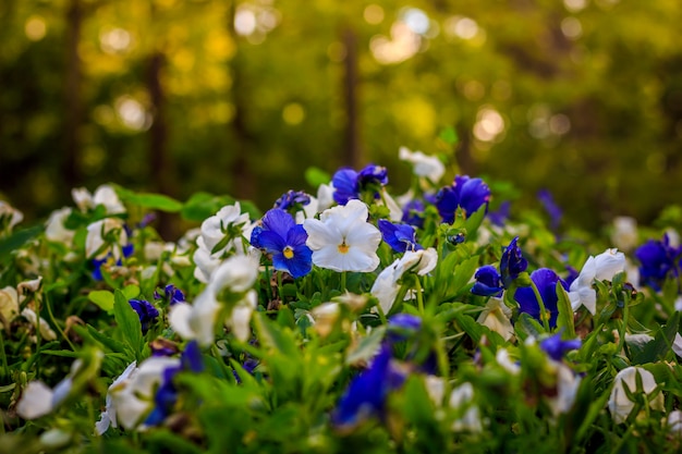 Blooming pansies. Beautiful blooming summer flower