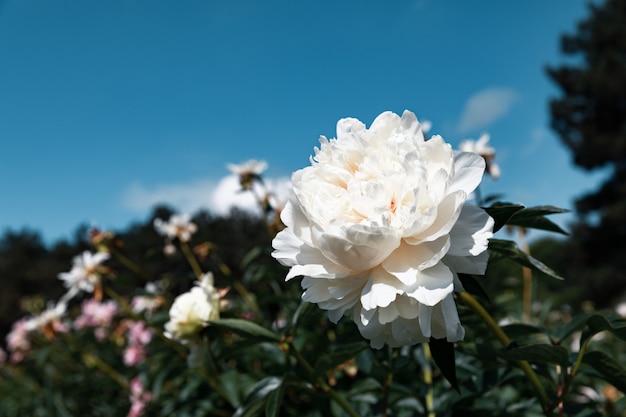 Blooming peonies in the garden