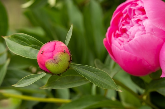 Blooming peony flower Bud and ant.