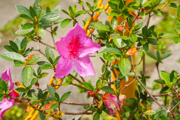 Blooming pink azalea flowers close-up in a botanical garden.