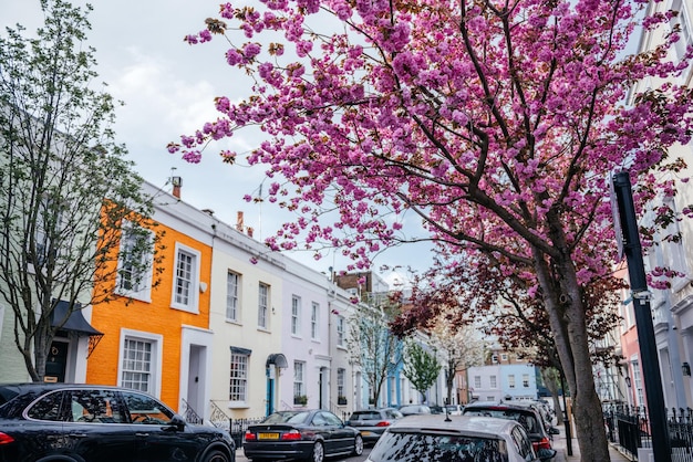 Blooming pink cherry blossoms in london neighborhood