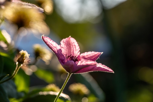 Blooming pink clematis flower on a green background in summertime macro photography