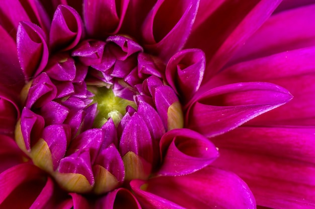 Blooming pink dahlia flower macro photography on a summer sunny day. Garden dahlia with red petals