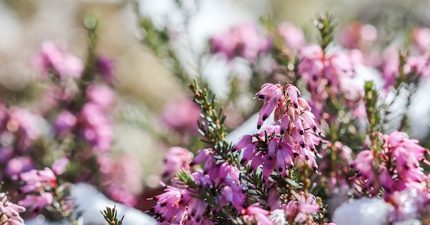 Blooming pink erica carnea flowers winter heath and snow in the garden in early spring floral