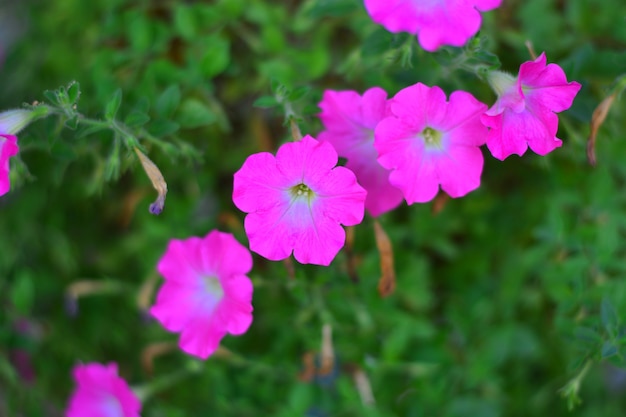 blooming pink flower rows closeup for background