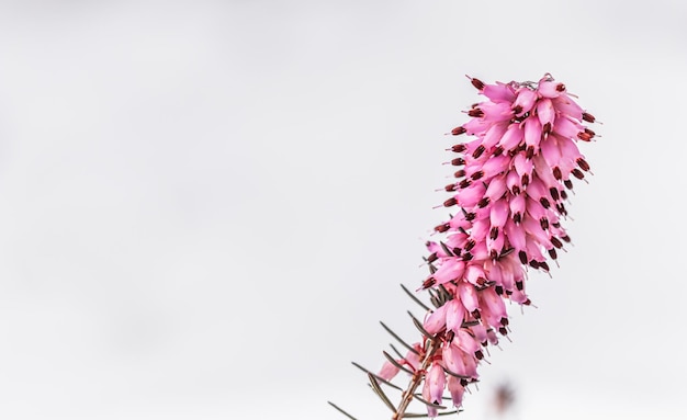 Blooming pink flowers Erica carnea in the snow Spring background gardening concept