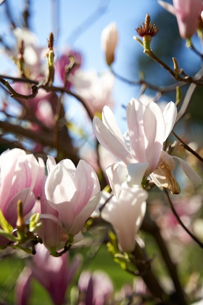 Blooming pink flowers of Mongolia in the park.