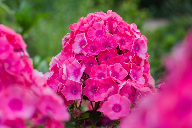 Blooming pink flowers phlox paniculata