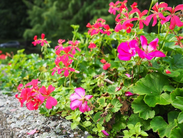 Blooming pink ivy geranium pelargonium vertical design of landscaping of streets and parks Beautiful large pelargonium geranium cranesbill flowers Floriculture and horticulture Banja Koviljaca