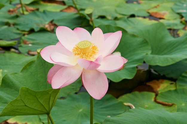 Blooming pink lotus flower on the lake, beautiful, rare flower