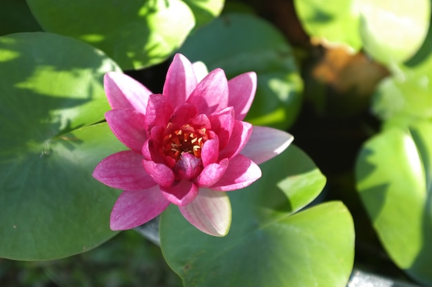  blooming pink lotus flower natural background Lotus leaf