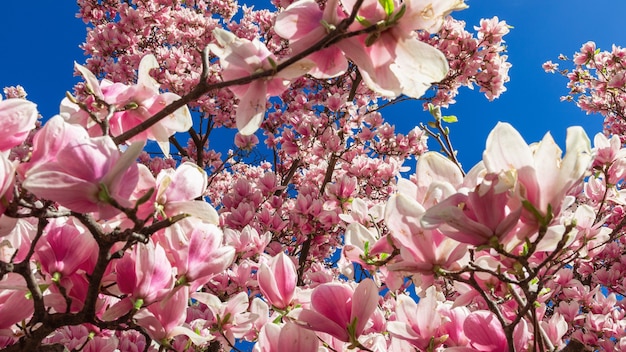 Blooming pink magnolia in spring (Selective focus)