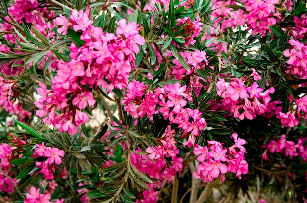 Blooming pink oleander flowers or nerium in garden. Selective focus. 