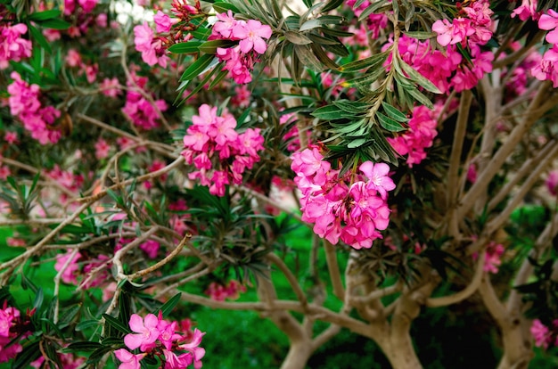 Blooming pink oleander flowers or nerium in garden. 