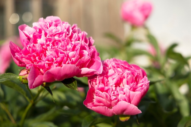 Blooming pink peonies in the garden