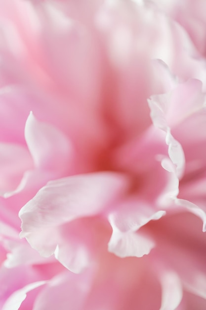 Blooming pink peony flower Beautiful flower peonies background