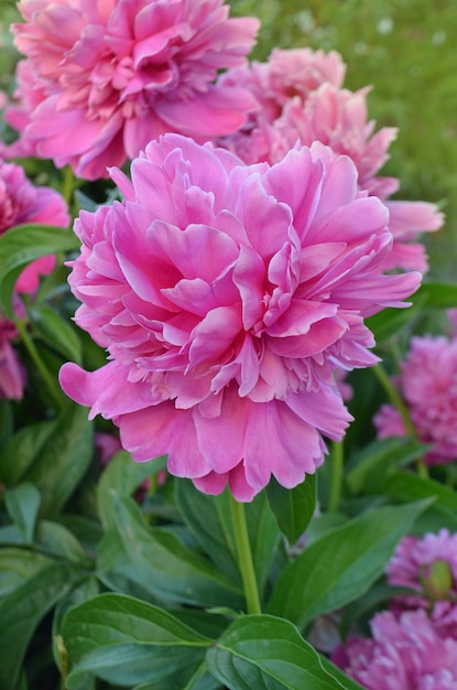 Blooming pink peony flower Pink flowers peonies flowering Peonies summer blossom Beautiful fragrant peonies flowers