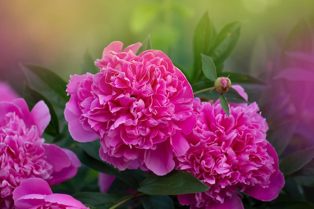 Blooming pink peony flower Pink flowers peonies flowering Peonies summer blossom Beautiful fragrant peonies flowers