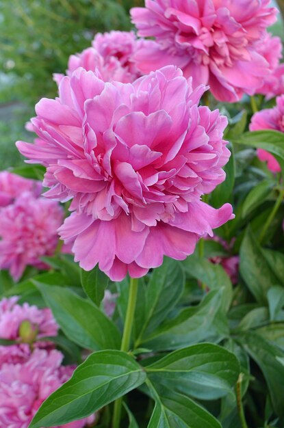 Blooming pink peony flower Pink flowers peonies flowering Peonies summer blossom Beautiful fragrant peonies flowers