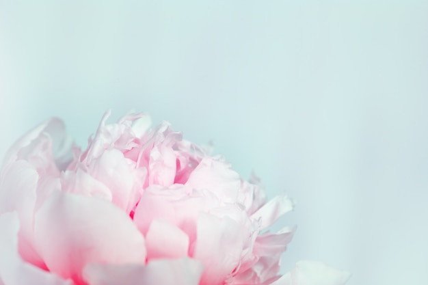 Blooming pink peony on gentle blue background Natural Flowery background with copy space