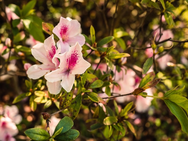 Blooming pink Rhododendron flowers in the park