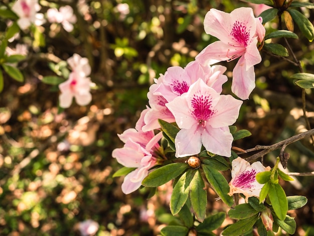 Blooming pink Rhododendron flowers in the park