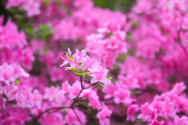 Blooming pink Rhododendron plant bush closeup