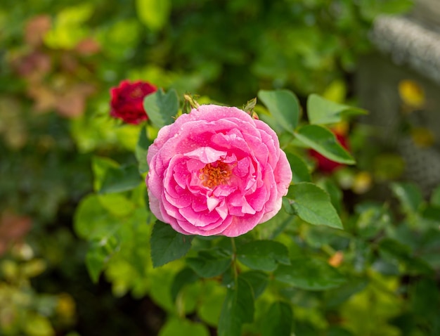 Blooming pink rose wet with dew or raindrops (rosa), blurred natural green background.