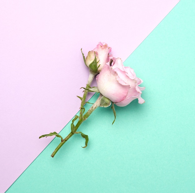 Blooming pink rose with green leaves on a purple background