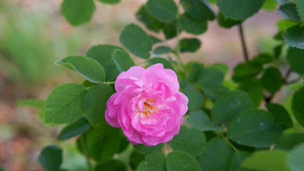 Blooming pink roses in the garden Rosehipr oses on the Bush Growing roses in the garden