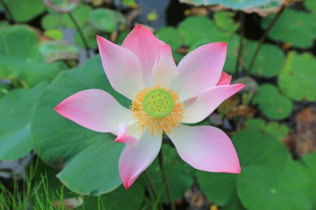 Blooming Pink water lily or lotus flower in the pond Thailand