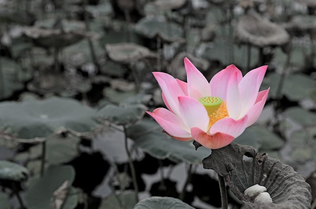 Blooming Pink water lily or lotus flower in the pond Thailand