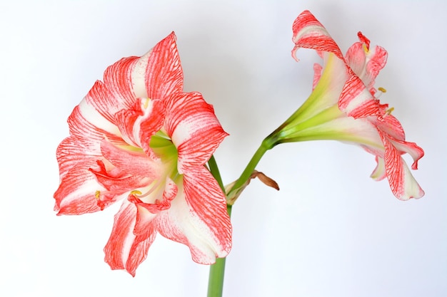 Photo blooming pink and white hippeastrum on white background close up