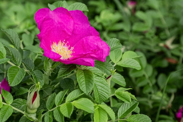 Blooming pink wild rose flower among green foliage close up