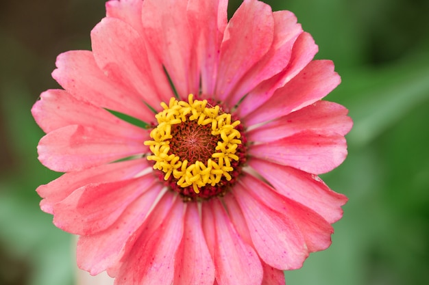 Blooming pink zinnia flower closeup