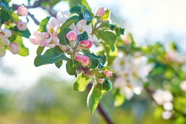 Blooming plant against blue sky in the summer day Spring background