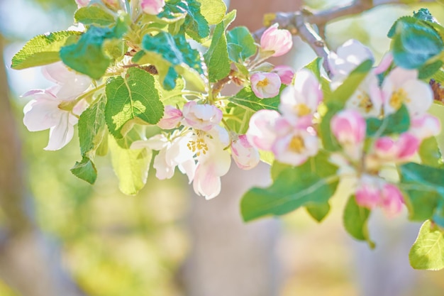 Blooming plant against blue sky in the summer day Spring background